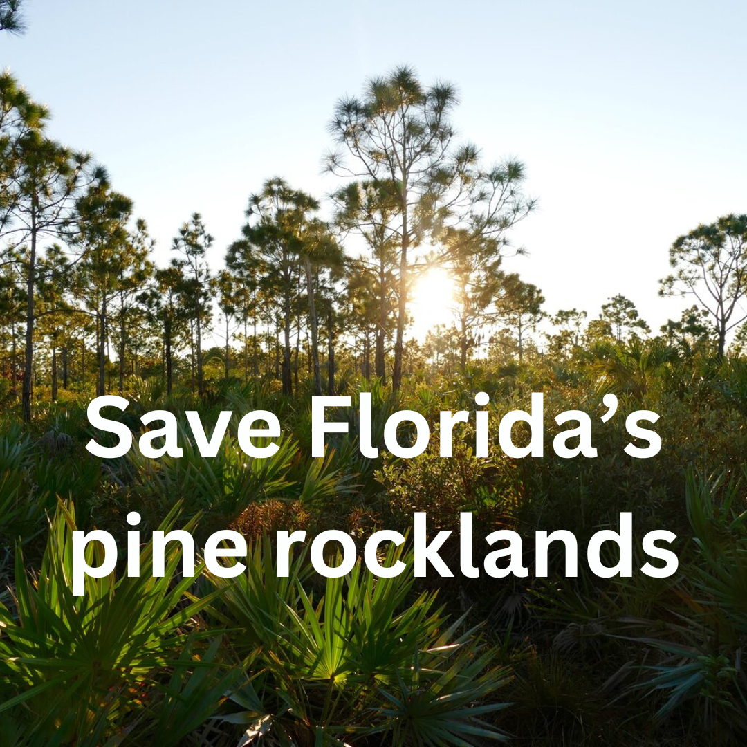 Miami-Dade's pine rocklands are in danger - Progress Florida